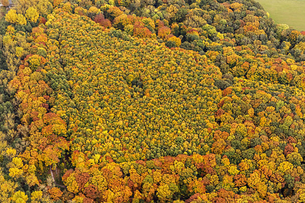 herbstlicher Mischwald im Naturschutzgebiet Bolmke, 12.10.2012, Luftbild, , mixed forest in autumn in the nature reserve Bolmke, 12.10.2012, aerial view