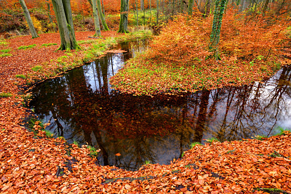 Rotbach, naturnaher Bachlauf, Buchenwald mit Herbstfaerbung, Rotbach, near-natural brook, beech forest in autumn colors