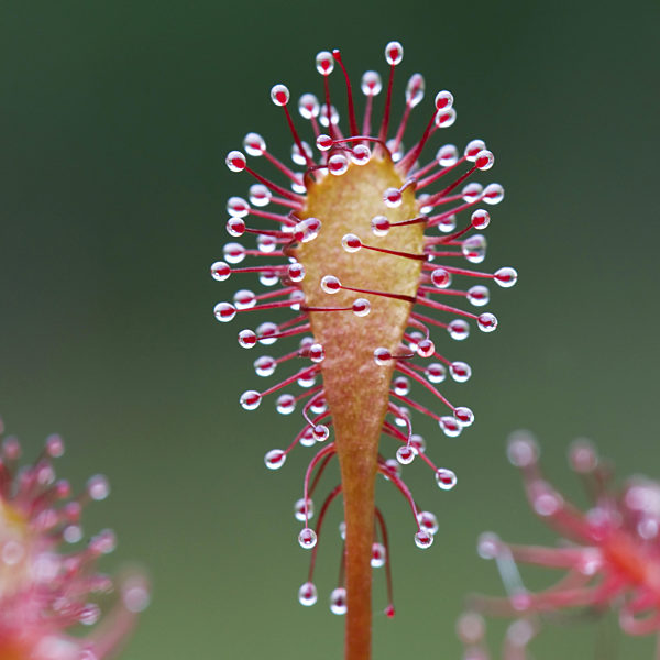 Mittlerer Sonnentau, Drosera intermedia, long-leaved sundew, oblong-leaved sundew, spoon-leaved sundew