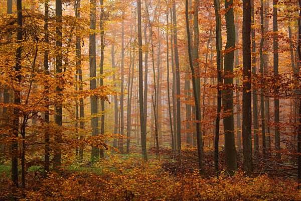 Naturwaldreservat Ludwigshain im Herbst, natural forest reserve Ludwigshain in autumn