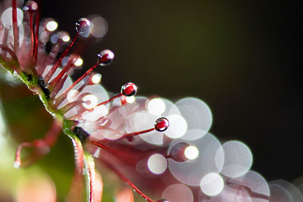Rundblaettriger Sonnentau, Drosera rotundifolia, round-leaved sundew, roundleaf sundew