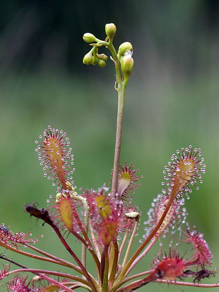 Mittlerer Sonnentau, Drosera intermedia, long-leaved sundew, oblong-leaved sundew, spoon-leaved sundew