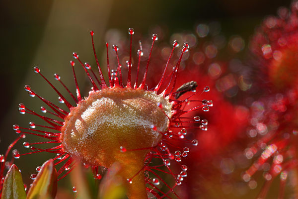 Rundblaettriger Sonnentau, Drosera rotundifolia, round-leaved sundew, roundleaf sundew