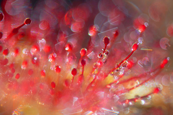 Rundblaettriger Sonnentau, Drosera rotundifolia, round-leaved sundew, roundleaf sundew
