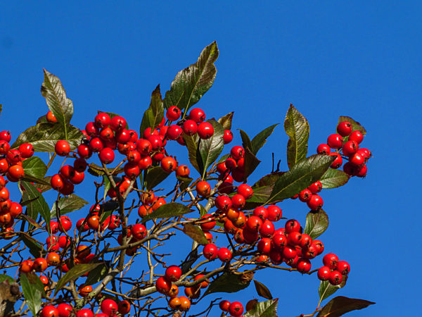Echte Mehlbeere, Sorbus aria, common whitebeam