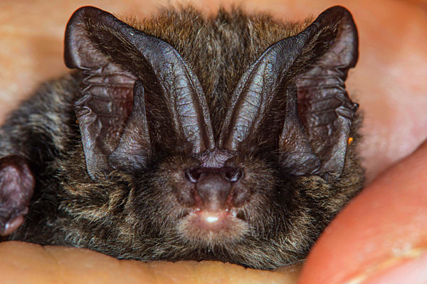 Mopsfledermaus, Mops-Fledermaus, Westliche Mopsfledermaus, Barbastella barbastellus, Western barbastelle