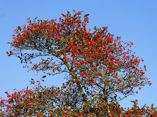 Echte Mehlbeere, Sorbus aria, common whitebeam