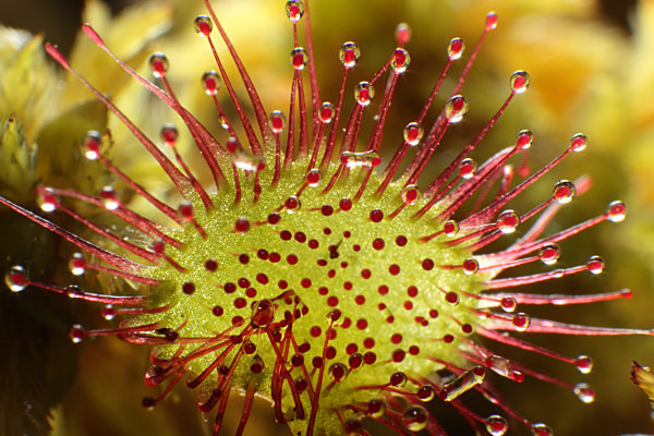 Rundblaettriger Sonnentau, Drosera rotundifolia, round-leaved sundew, roundleaf sundew