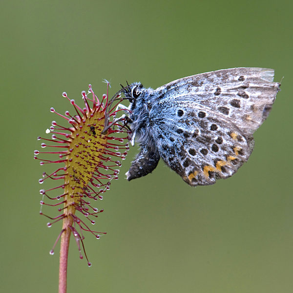 Mittlerer Sonnentau, Drosera intermedia, long-leaved sundew, oblong-leaved sundew, spoon-leaved sundew