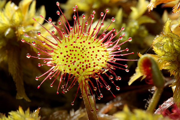 Rundblaettriger Sonnentau, Drosera rotundifolia, round-leaved sundew, roundleaf sundew