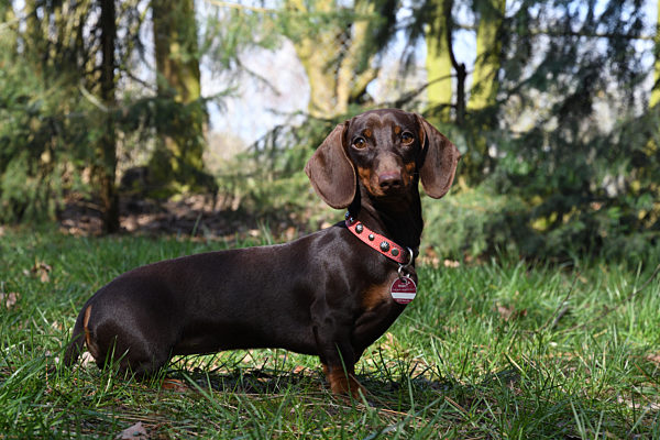 Kurzhaardackel, Kurzhaar-Dackel, Kurzhaarteckel, Kurzhaar-Teckel, Teckel, Dachshund, Canis lupus f. familiaris, Short-haired Dachshund, Short-haired sausage dog, domestic dog