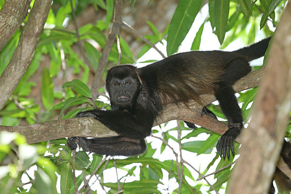Mantelbruellaffe, Mantel-Bruellaffe, Alouatta palliata, Mantled howler