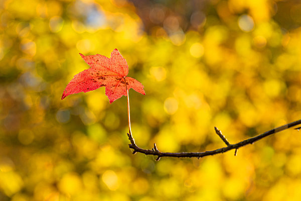 Amerikanischer Amberbaum, Storaxbaum, Storax-Baum, Seesternbaum, Seestern-Baum, Liquidambar styraciflua, Satin Walnut, Sweet Gum, Red Gum