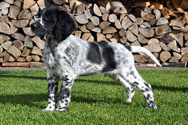 Grosser Muensterlaender, Canis lupus f. familiaris, Large Munsterlander