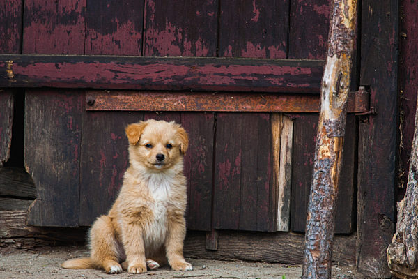 Haushund, Canis lupus f. familiaris, domestic dog