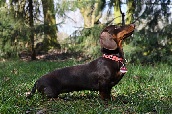 Kurzhaardackel, Kurzhaar-Dackel, Kurzhaarteckel, Kurzhaar-Teckel, Teckel, Dachshund, Canis lupus f. familiaris, Short-haired Dachshund, Short-haired sausage dog, domestic dog