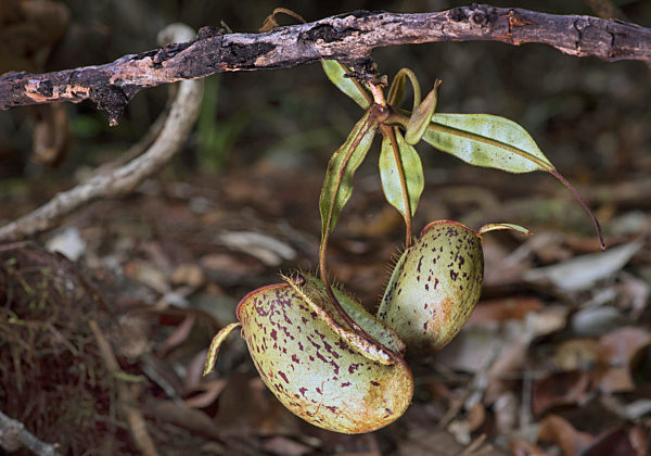Kannenpflanze, Nepenthes ampullaria, Nepenthes ampullaria, pitcher plant