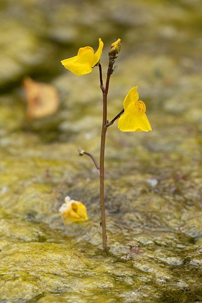 Gemeiner Wasserschlauch, Utricularia vulgaris, common bladderwort, greater bladderwort