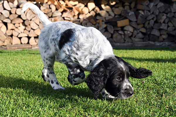 Grosser Muensterlaender, Canis lupus f. familiaris, Large Munsterlander