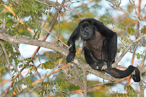 Mantelbruellaffe, Mantel-Bruellaffe, Alouatta palliata, Mantled howler