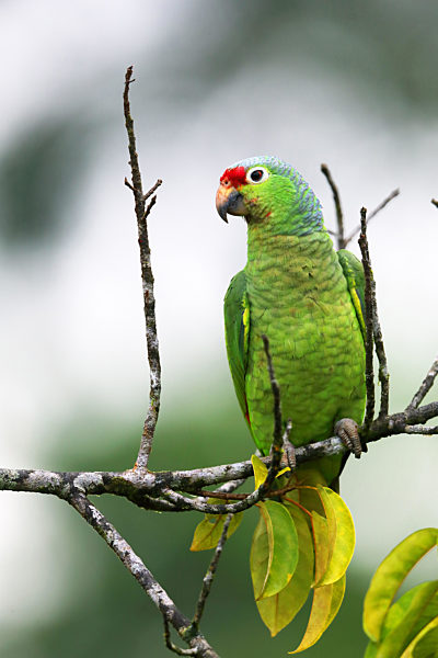 Rotstirnamazone, Rotstirn-Amazone, Gelbwangenamazone, Gelbwangen-Amazone, Amazona autumnalis, Red-lored amazon