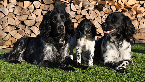Grosser Muensterlaender, Canis lupus f. familiaris, Large Munsterlander