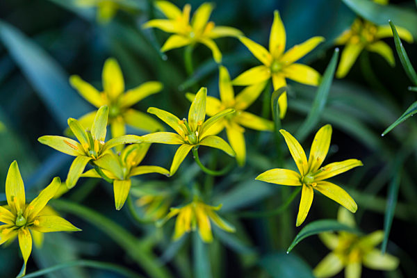 Wald-Gelbstern, Waldgelbstern, Wald-Goldstern, Waldgoldstern, Gagea lutea, yellow star-of-bethlehem
