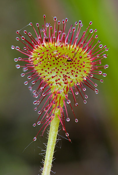 Rundblaettriger Sonnentau, Drosera rotundifolia, round-leaved sundew, roundleaf sundew