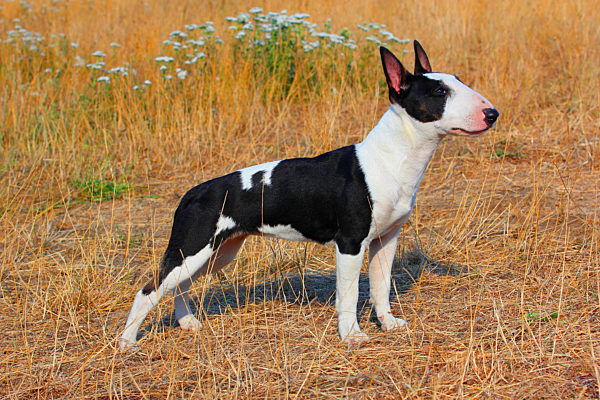 Miniature Bullterrier, Canis lupus f. familiaris, Miniature Bullterrier