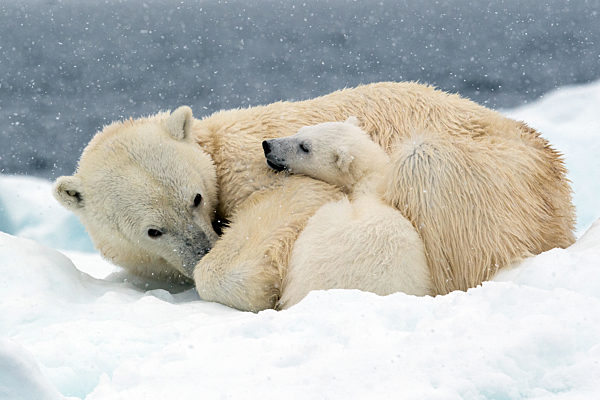 Eisbaer, Ursus maritimus, polar bear