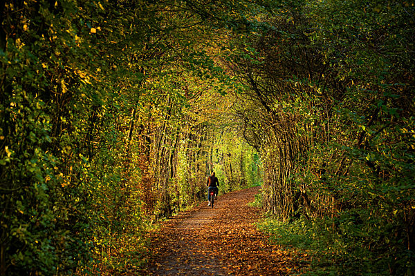 Radfahrer auf einem Waldweg im Herbst, cyclist on forest path in autumn
