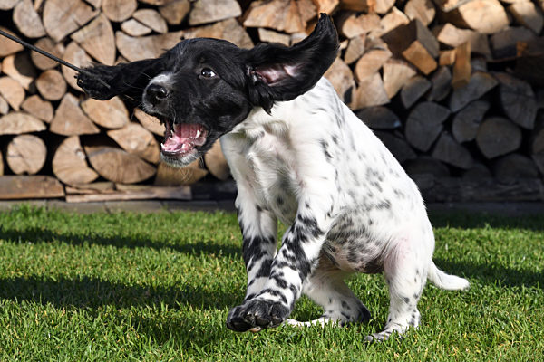 Grosser Muensterlaender, Canis lupus f. familiaris, Large Munsterlander