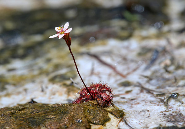 Spatelblättriger Sonnentau, Drosera spathulata, Spoon-Leaf Sundew