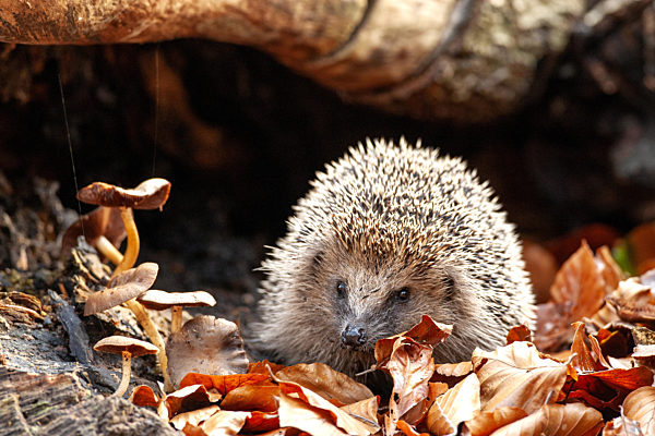 Europaeischer Igel, Westeuropaeischer Igel, Westigel, West-Igel, Braunbrustigel, Braunbrust-Igel, Erinaceus europaeus, Western hedgehog, European hedgehog