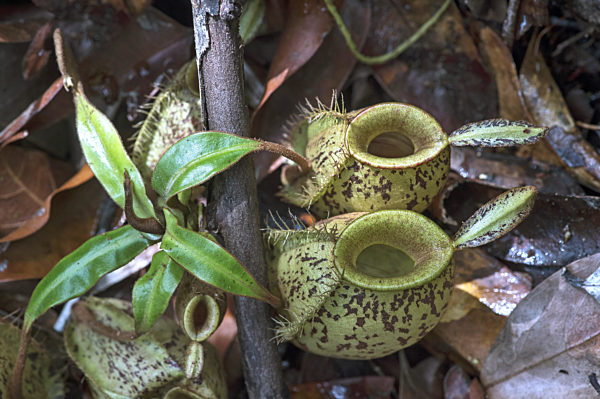Kannenpflanze, Nepenthes ampullaria, Nepenthes ampullaria, pitcher plant