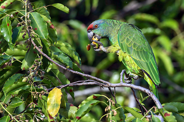 Noerdliche Blaubartamazone, Noerdliche Blaubart-Amazone, Blaubartamazone, Blaubart-Amazone, Amazona festiva bodini, Amazona bodini, Northern Festive Amazon