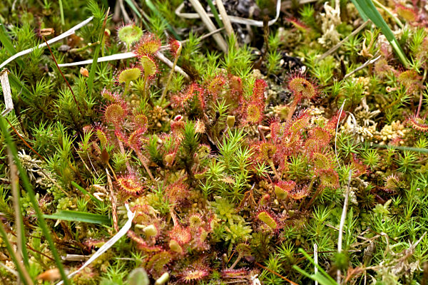 Rundblaettriger Sonnentau, Drosera rotundifolia, round-leaved sundew, roundleaf sundew