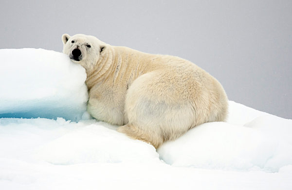 Eisbaer, Ursus maritimus, polar bear