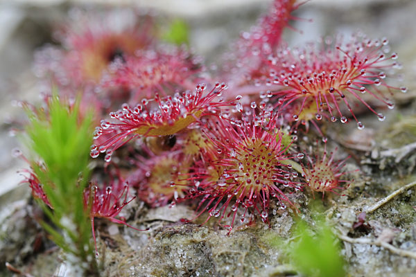 Rundblaettriger Sonnentau, Drosera rotundifolia, round-leaved sundew, roundleaf sundew