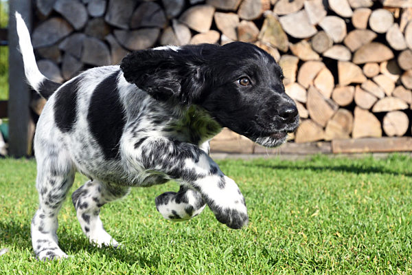 Grosser Muensterlaender, Canis lupus f. familiaris, Large Munsterlander
