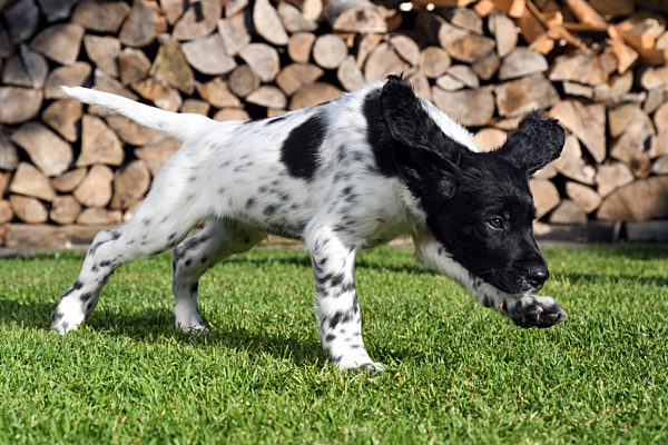 Grosser Muensterlaender, Canis lupus f. familiaris, Large Munsterlander