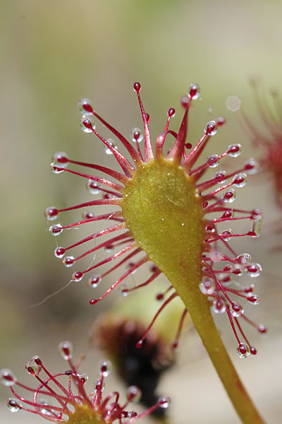 Mittlerer Sonnentau, Drosera intermedia, long-leaved sundew, oblong-leaved sundew, spoon-leaved sundew