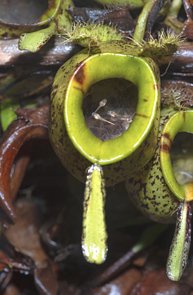 Engmaulfrosch, Kalophrynus pleurostigma, Kalophrynus pleurostigma, Black-spotted sticky frog