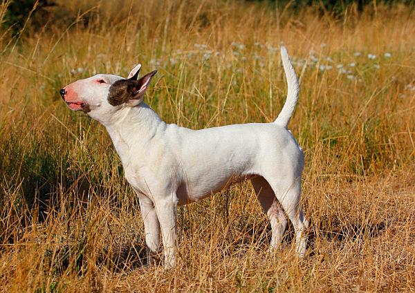 Miniature Bullterrier, Canis lupus f. familiaris, Miniature Bullterrier
