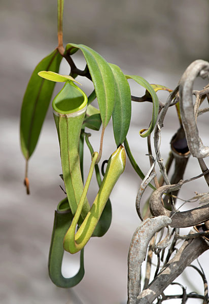 Kannenpflanze, Nepenthes albomarginata, Nepenthes albomarginata, Pitcher plant
