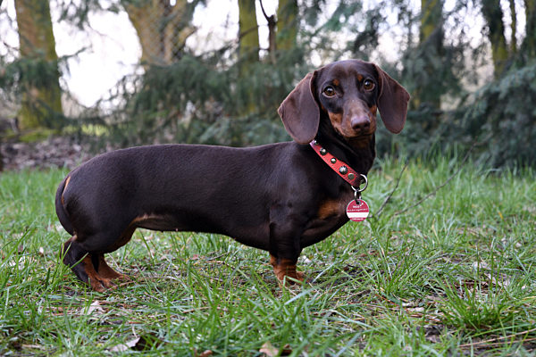 Kurzhaardackel, Kurzhaar-Dackel, Kurzhaarteckel, Kurzhaar-Teckel, Teckel, Dachshund, Canis lupus f. familiaris, Short-haired Dachshund, Short-haired sausage dog, domestic dog