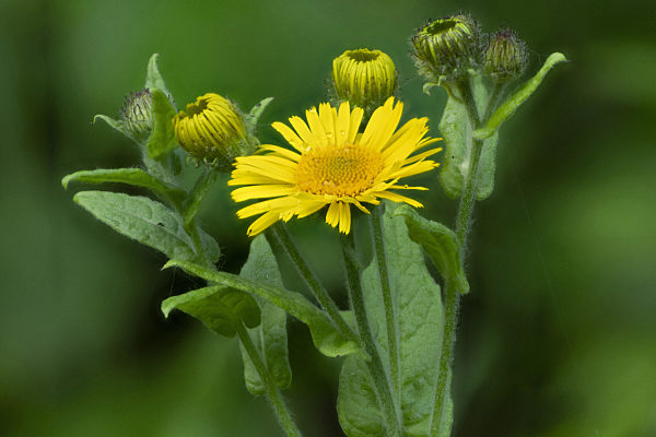Grosses Flohkraut, Ruhrkraut, Pulicaria dysenterica, common fleabane