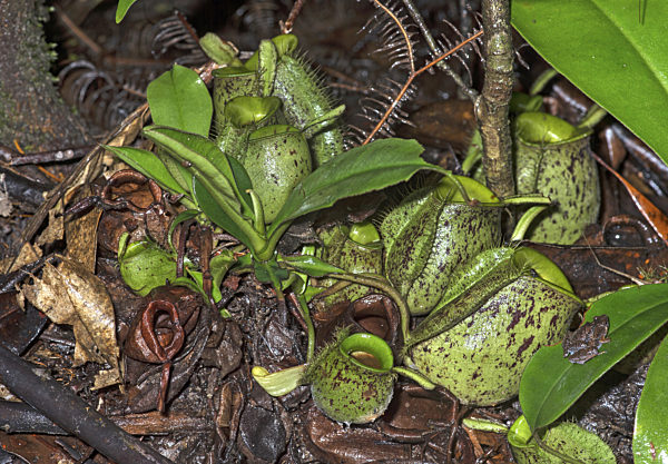 Kannenpflanze, Nepenthes ampullaria, Nepenthes ampullaria, pitcher plant