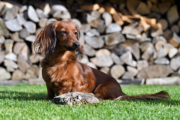 Langhaardackel, Langhaar-Dackel, Langhaarteckel, Langhaar-Teckel, Teckel, Dachshund, Canis lupus f. familiaris, Long-haired Dachshund, Long-haired sausage dog, domestic dog