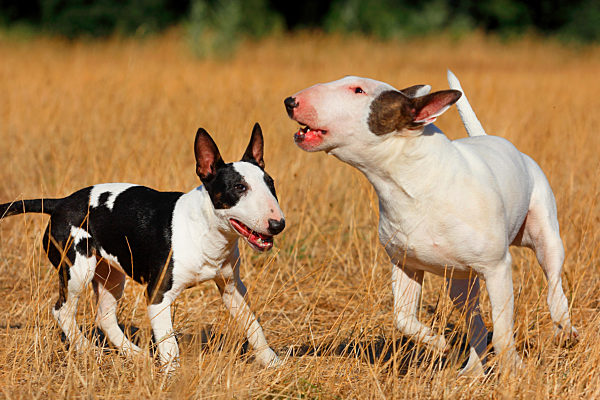 Miniature Bullterrier, Canis lupus f. familiaris, Miniature Bullterrier